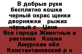 В добрые руки бесплатно,кошка,2.5черный окрас,щенки дворняжки,3 рыжих 1 чёрный,с › Цена ­ - - Все города Животные и растения » Кошки   . Амурская обл.,Константиновский р-н